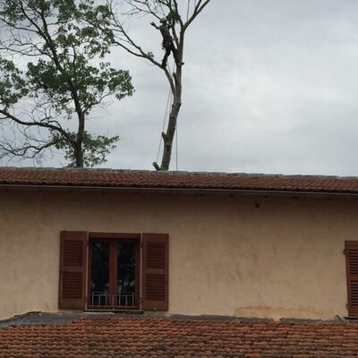 Élagage et abattage