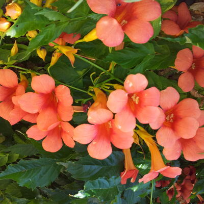 Entretien de jardin