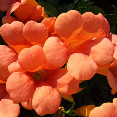 Entretien de jardin