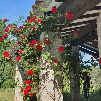 Entretien de jardin